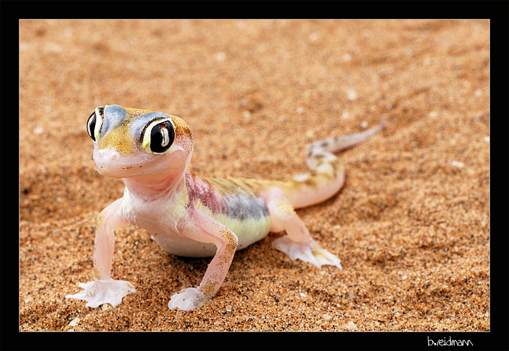 Palmatogecko