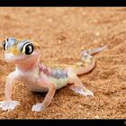 Palmatogecko