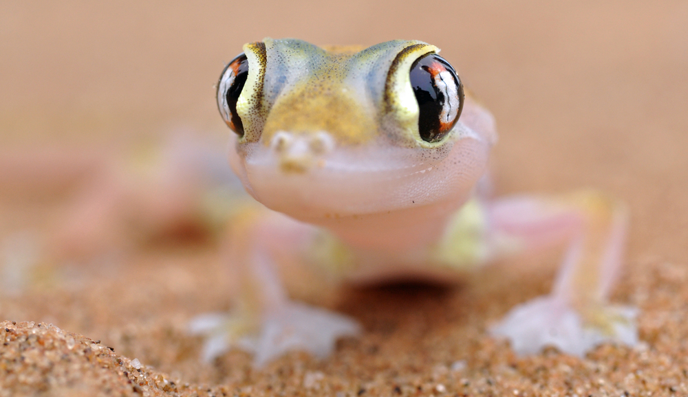 Palmatogecko