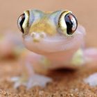 Palmatogecko