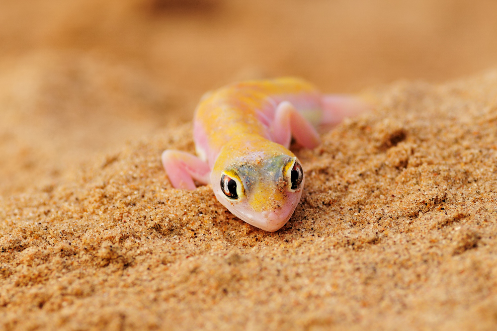 Palmatogecko (Pachydactylus rangei)