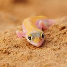 Palmatogecko (Pachydactylus rangei)