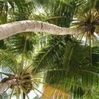 Palmbaumpaar