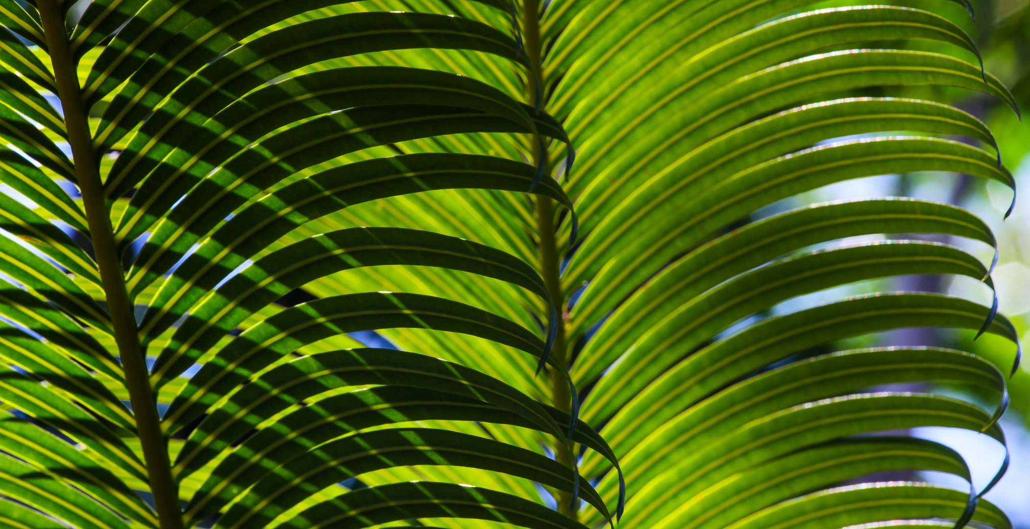 Palmblätter