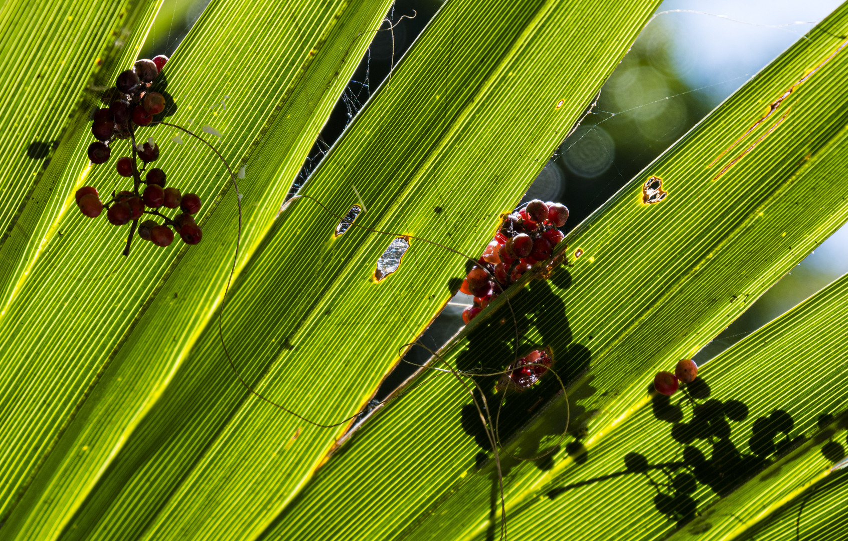 Palmblätter