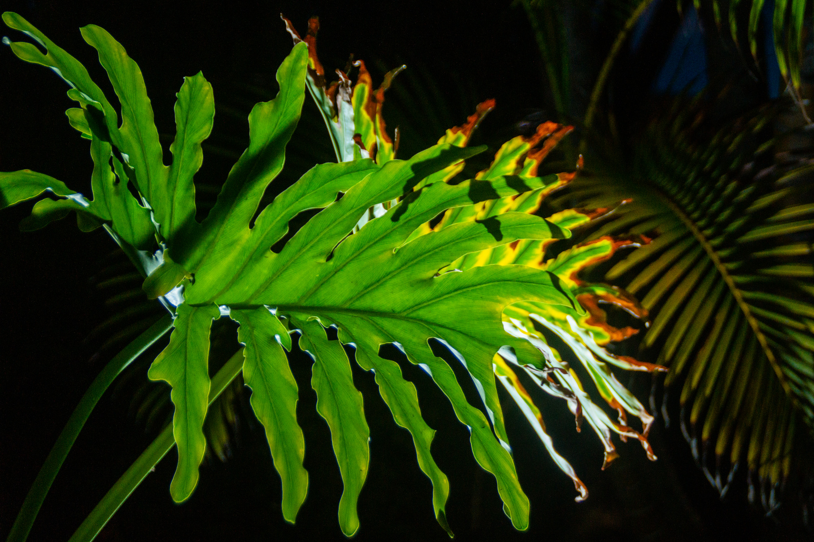 Palmblätter im Scheinwerferlicht