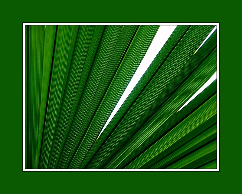 Palmblatt mit Durchblick