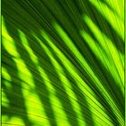 Palmblatt mit Palmblattschatten