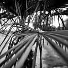 Palmblatt mit Weitwinkel 