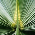 Palmblatt ,streng symmetrisch
