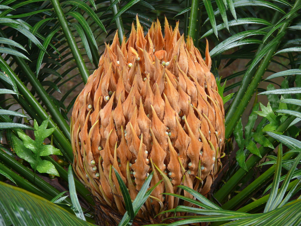 Palmblüte