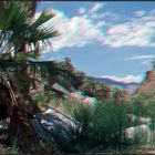 PalmCanyon