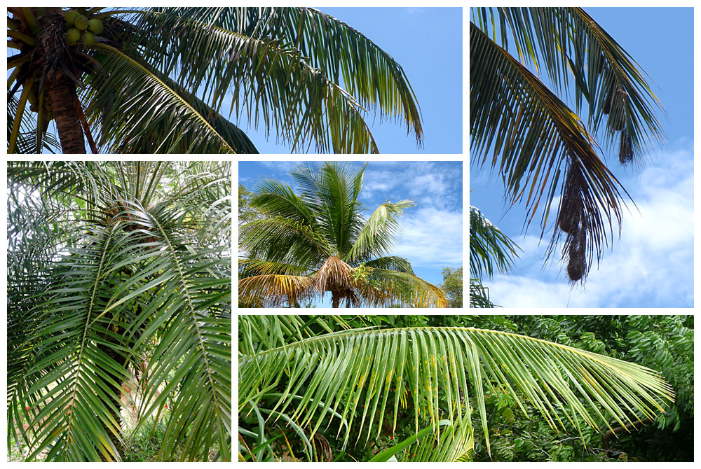 Palmcollage