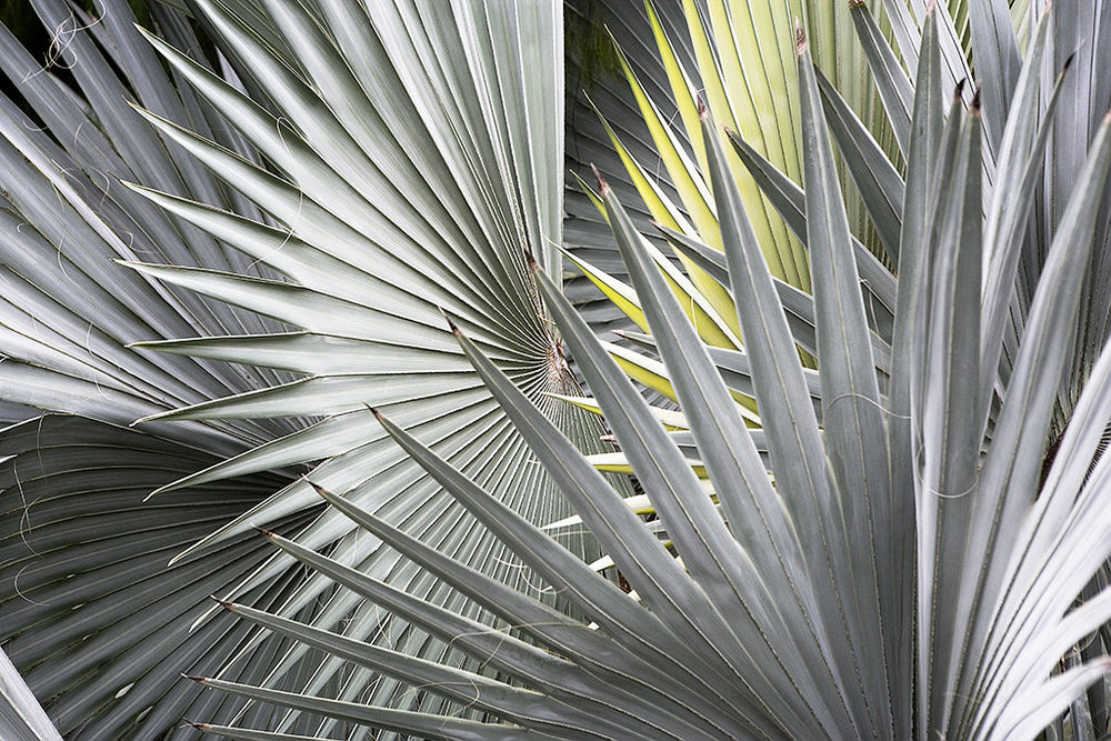 Palme 08