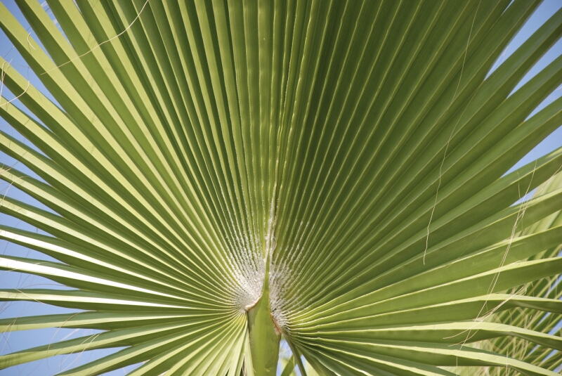 Palme