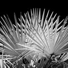 Palme