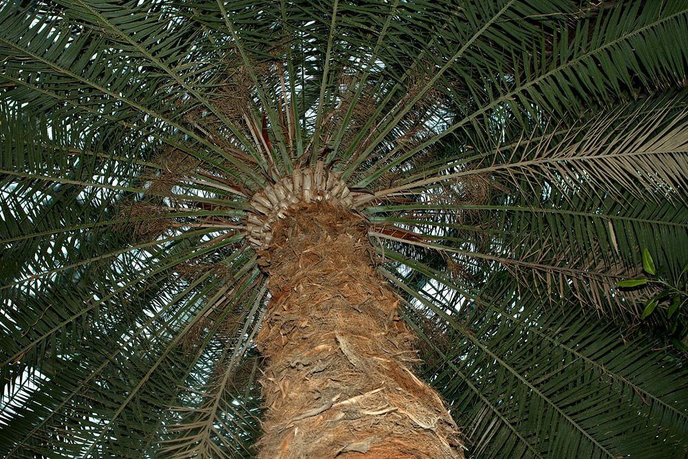 Palme Foto & Bild pflanzen, pilze & flechten, bäume, palmen Bilder