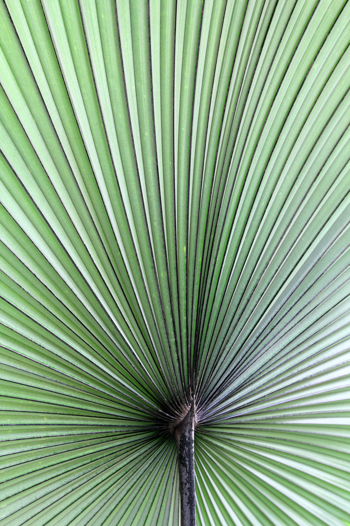 Palme