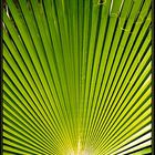 palme