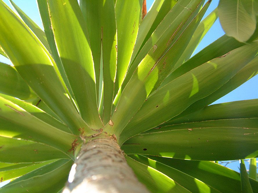 Palme