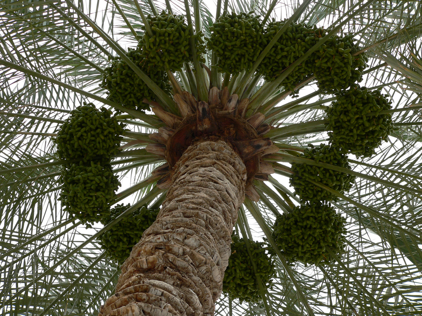 palme Foto & Bild asia, middle east, pflanzen, pilze & flechten