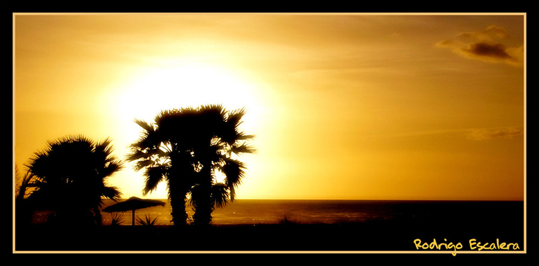 Palme al tramonto