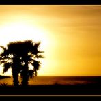 Palme al tramonto