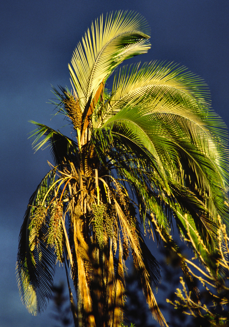 Palme am Abend