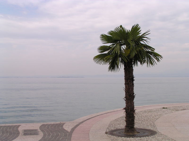 Palme am Gardasee