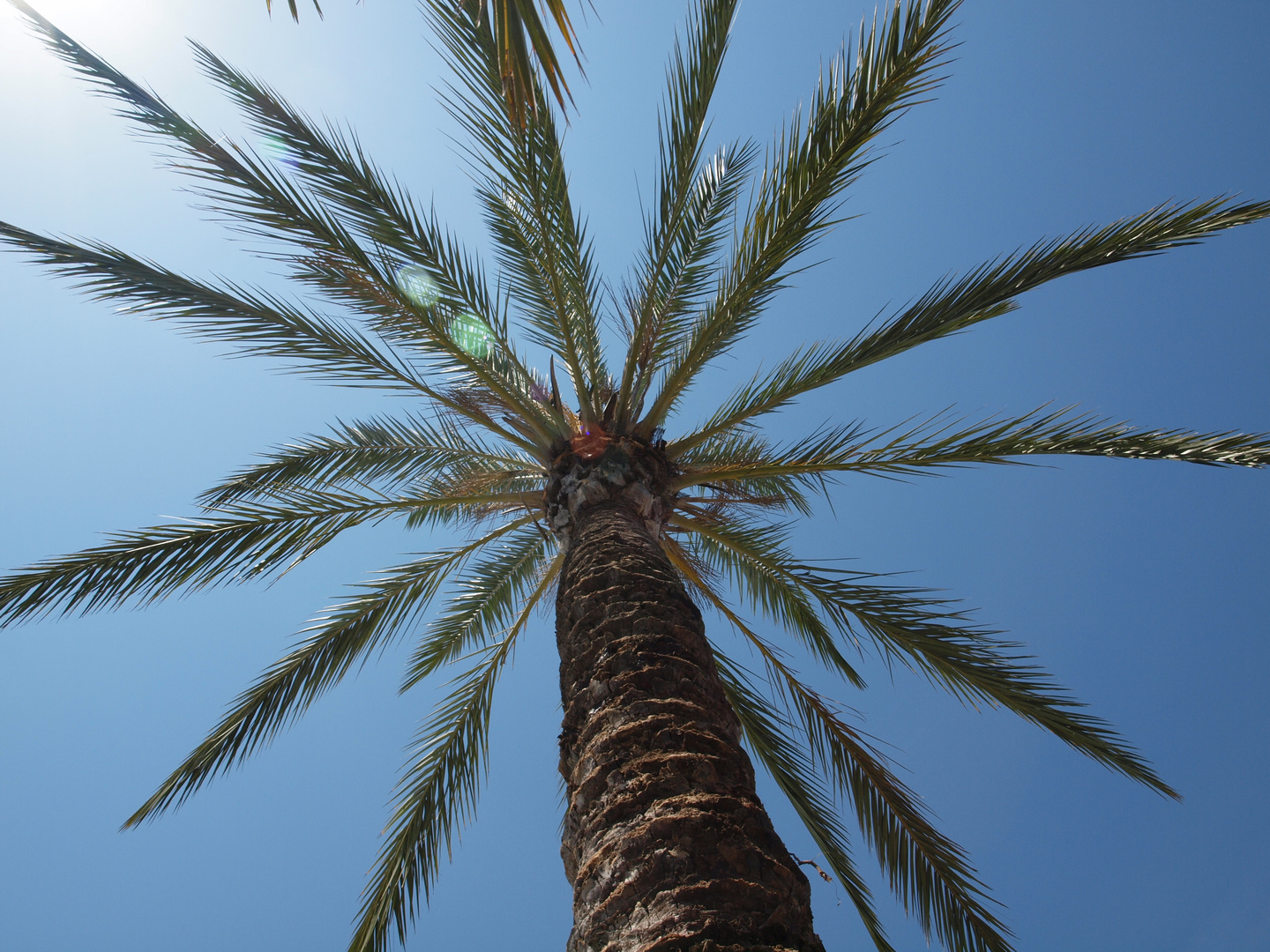 Palme am Hafen von Alcudia (Mallorca)