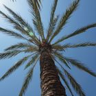 Palme am Hafen von Alcudia (Mallorca)