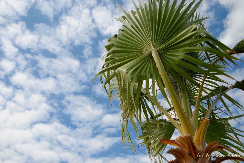 Palme am Neusiedlersee