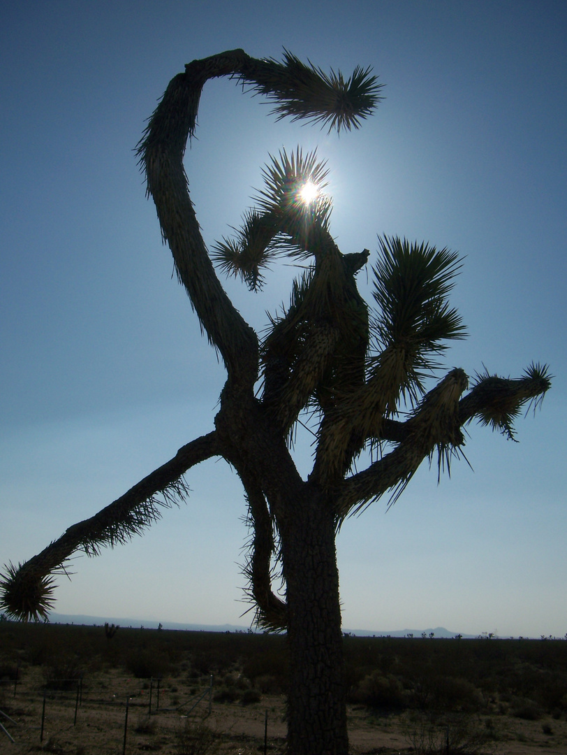 Palme am Rande der Straße