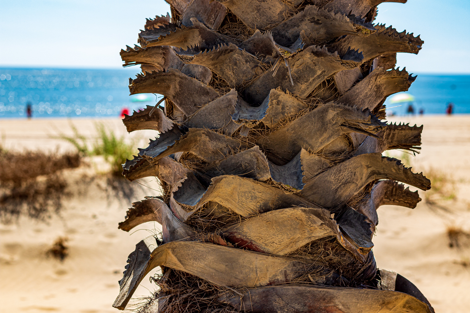 Palme am Strand