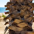 Palme am Strand