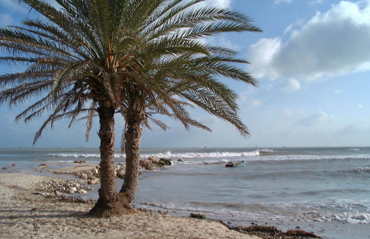 Palme am Strand