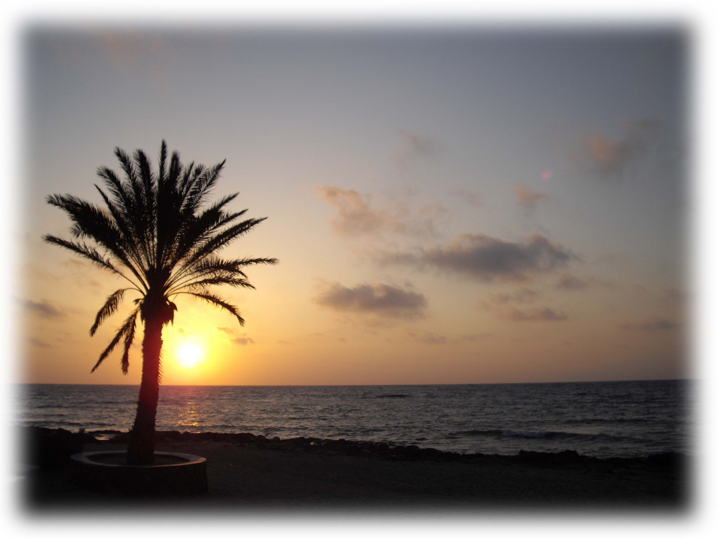 Palme am Strand