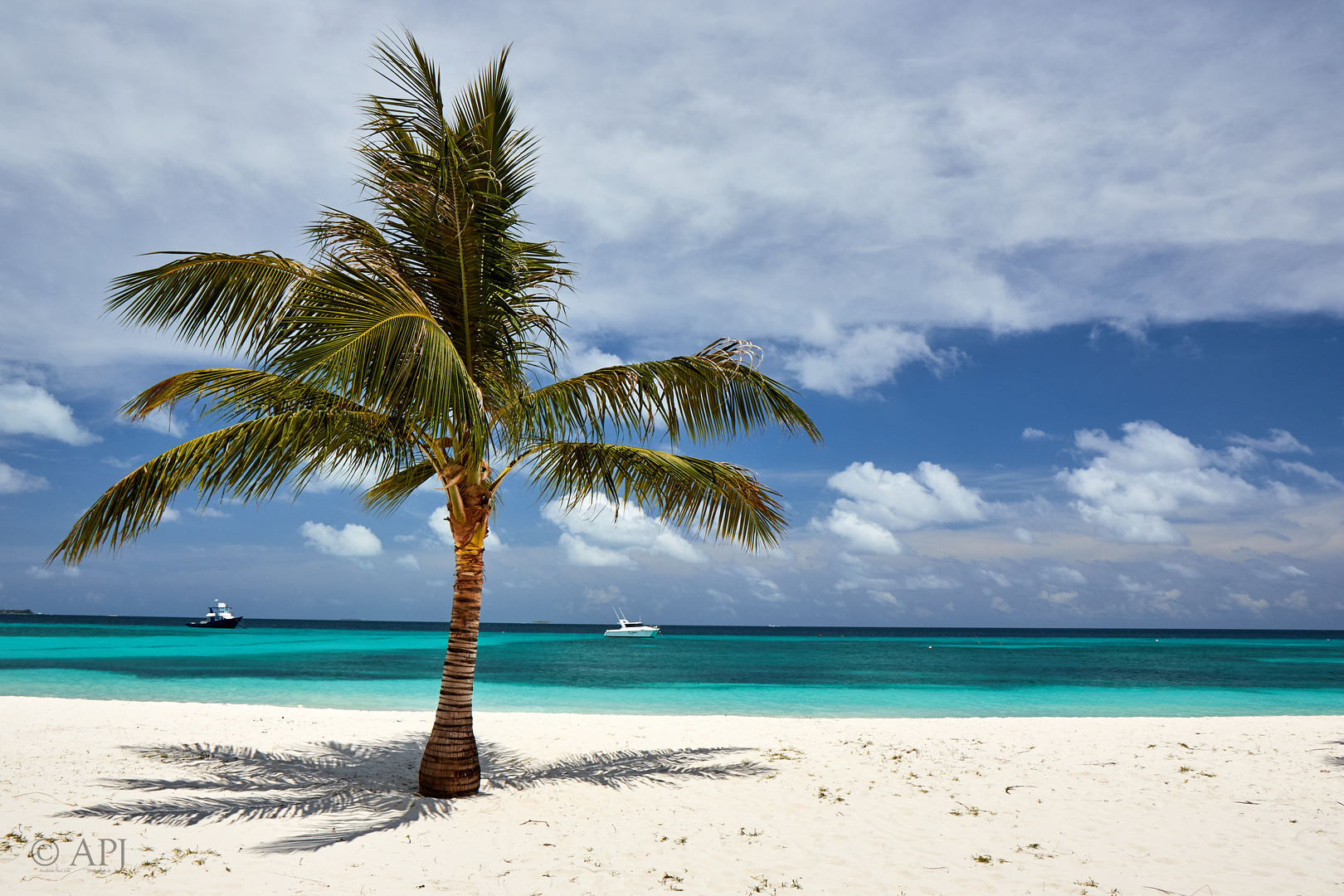 Palme am Strand