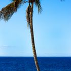 Palme am Strand