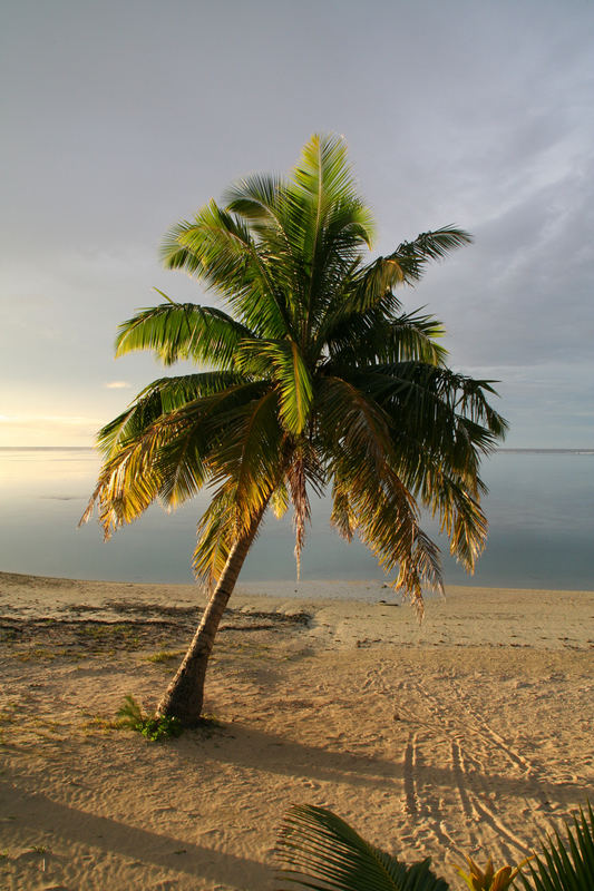 Palme am Strand