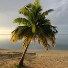 Palme am Strand