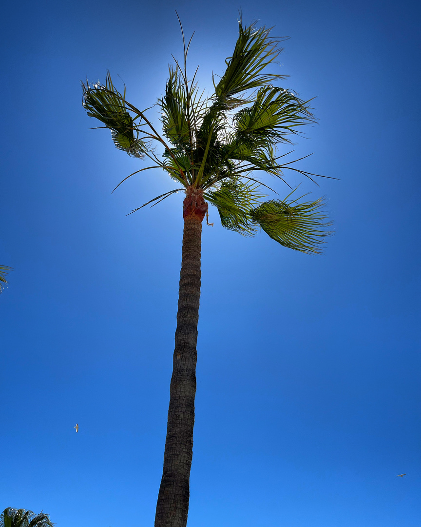 Palme am Strand 