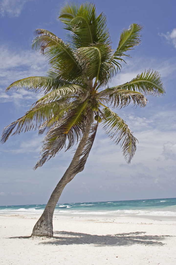 Palme am Strand bei Tulum