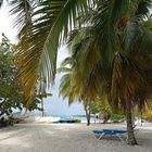 Palme am Strand