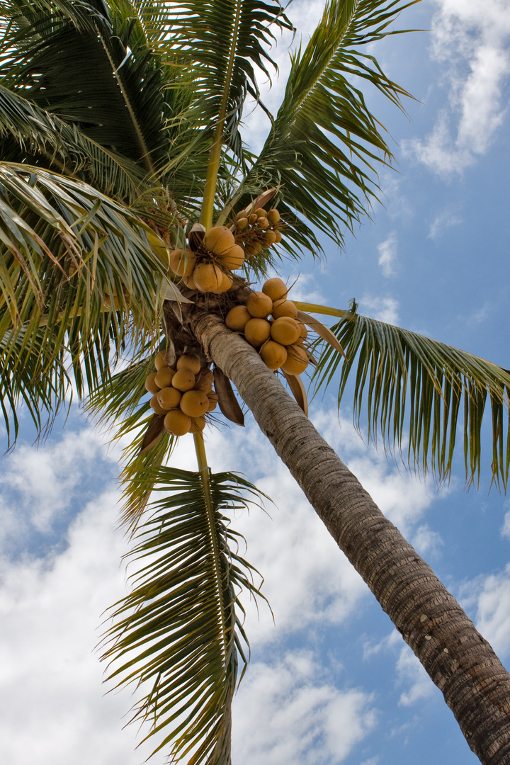 Palme am Strand