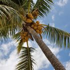 Palme am Strand