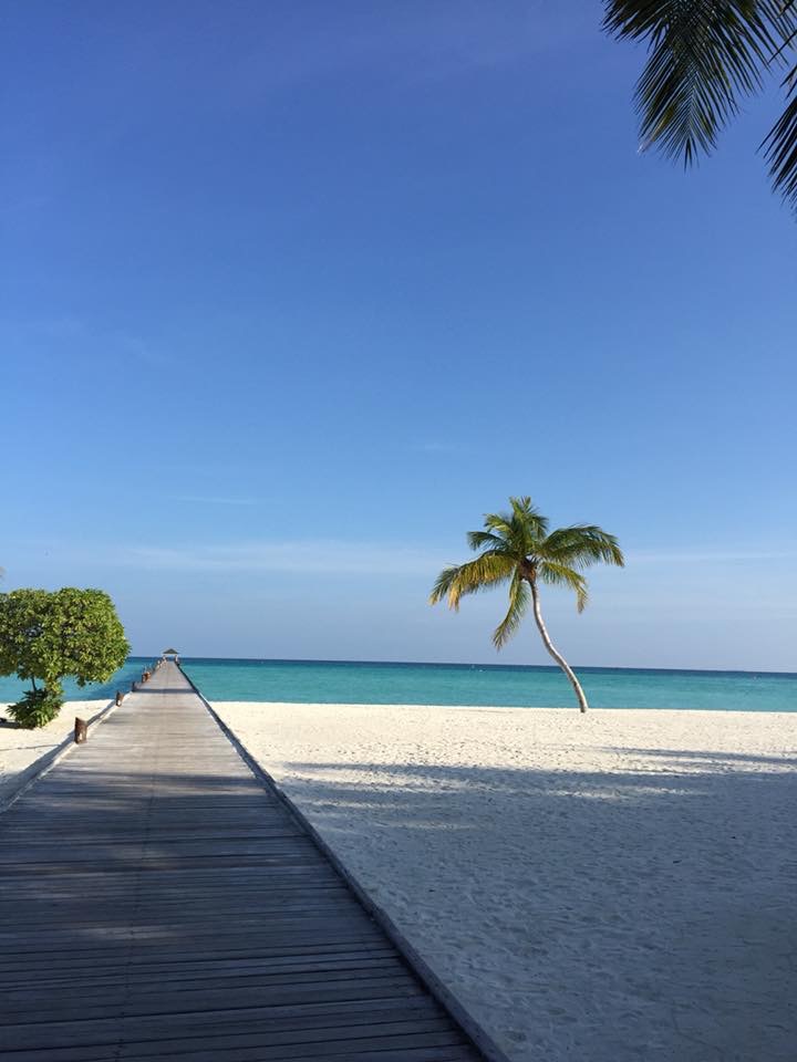 Palme am Strand 