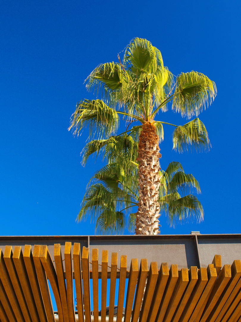 Palme am Strand von Blanes