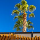 Palme am Strand von Blanes