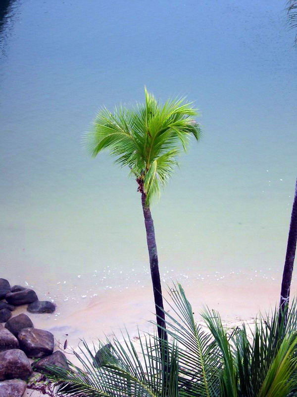 Palme am Strand von Sentosa (Singapur)